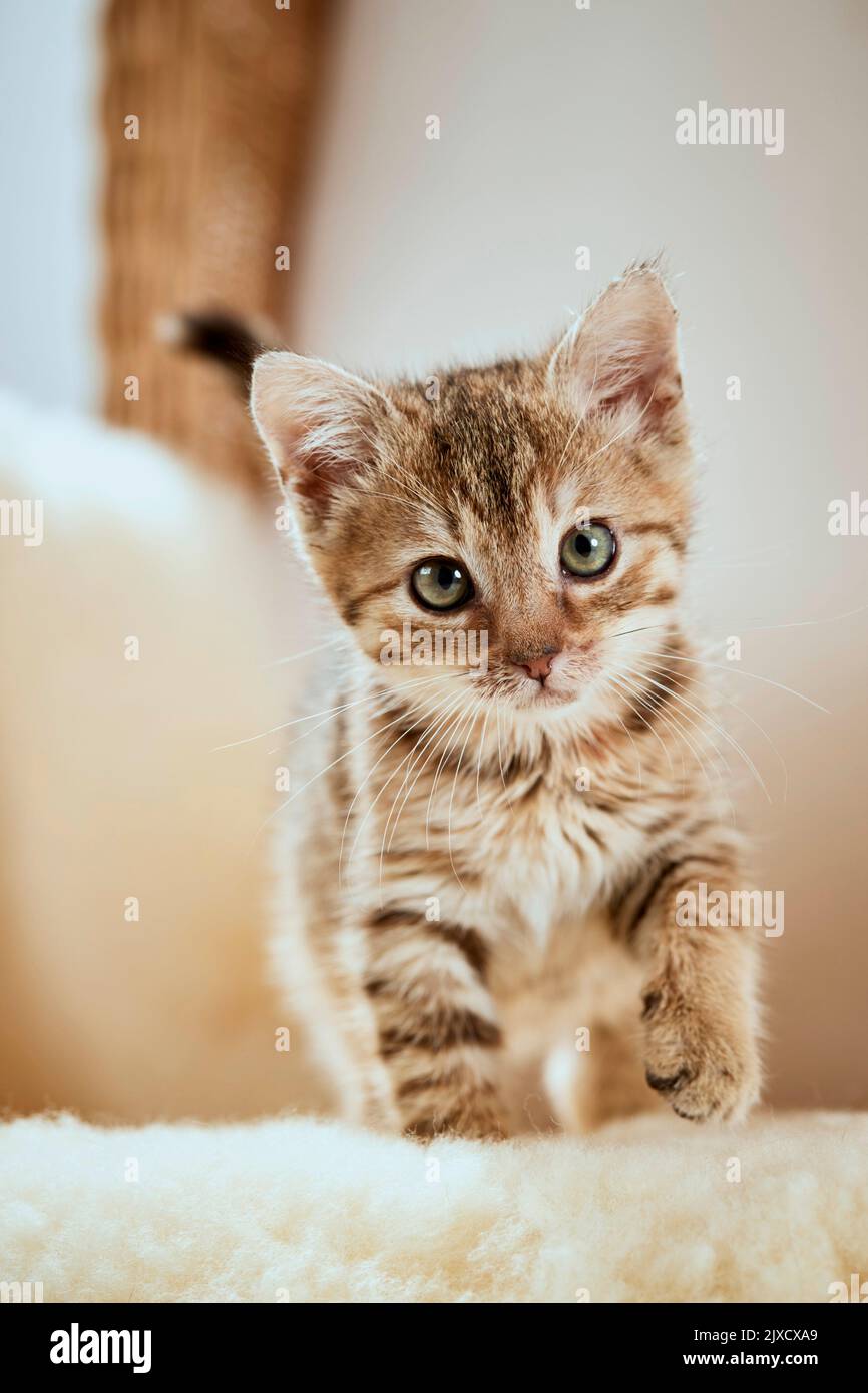 Hauskatze. Hauskatze. Ein tabby Kätzchen auf einem Korbsessel mit Lammleder. Deutschland Stockfoto