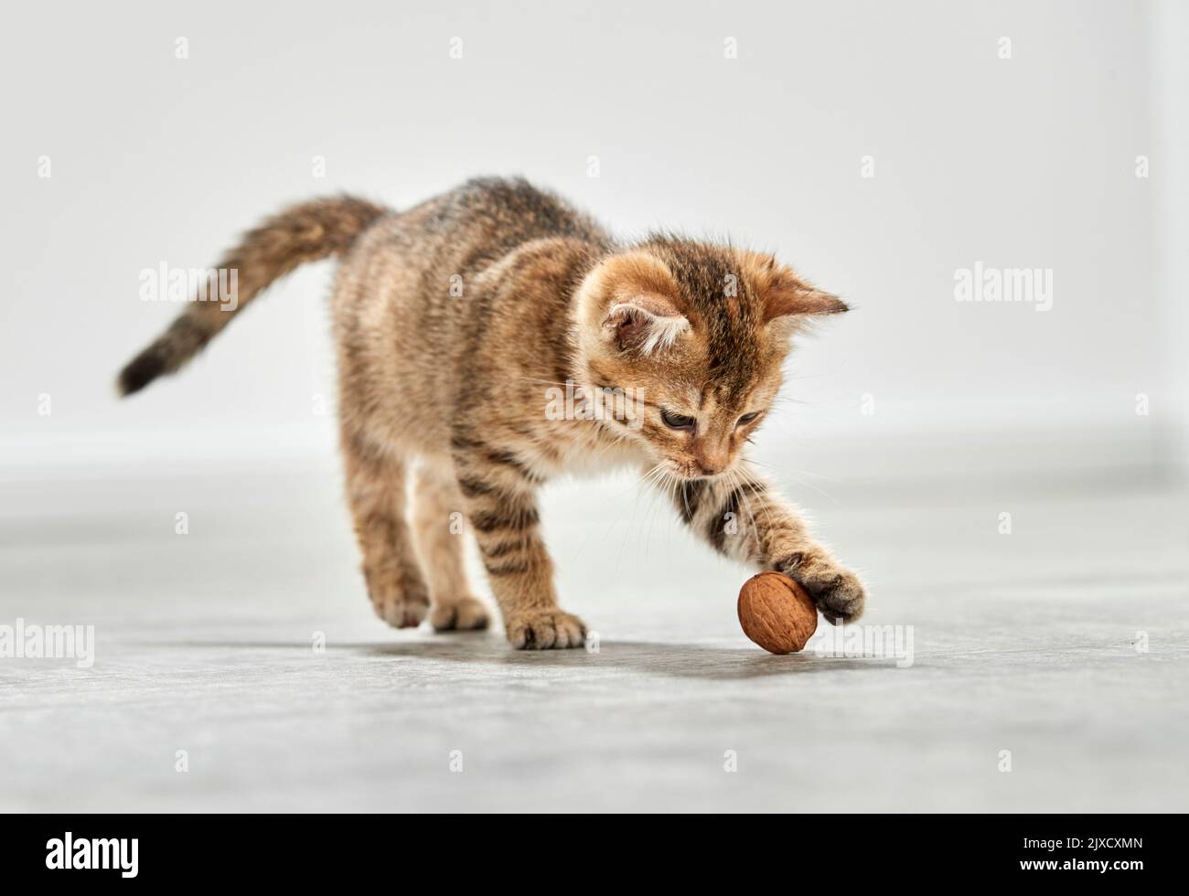 Hauskatze. Ein tabby Kätzchen spielt mit einer Walnuss. Deutschland Stockfoto