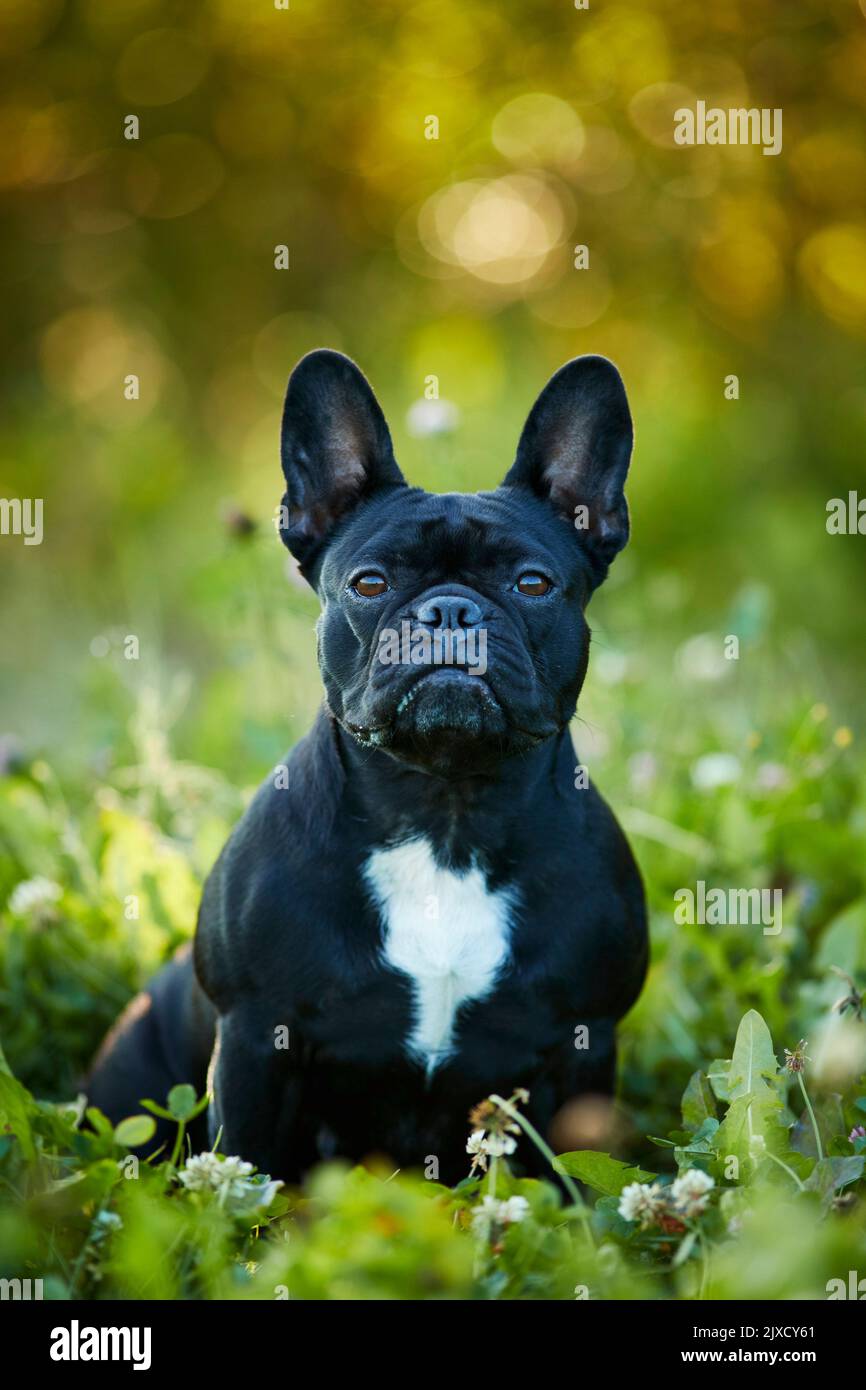 Französische Bulldogge. Welpe sitzt auf einer Wiese. Deutschland Stockfoto