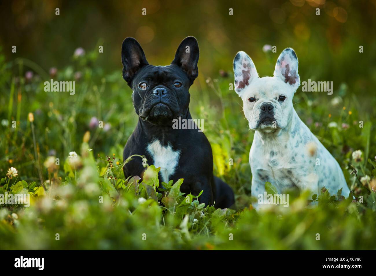 Französische Bulldogge. Zwei Welpen sitzen auf einer Wiese. Deutschland Stockfoto