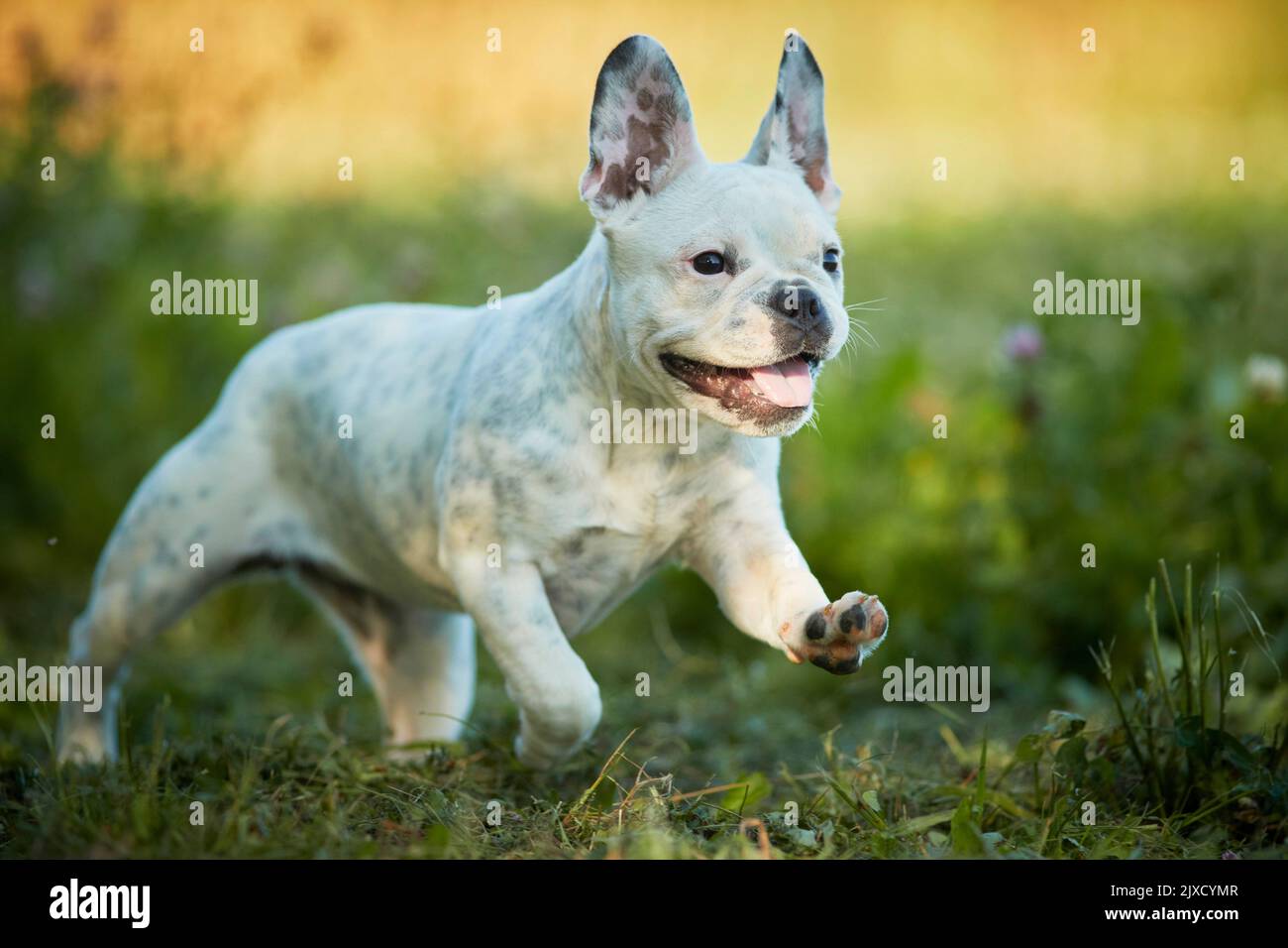 Französische Bulldogge, Welpen laufen auf einer Wiese. Deutschland Stockfoto