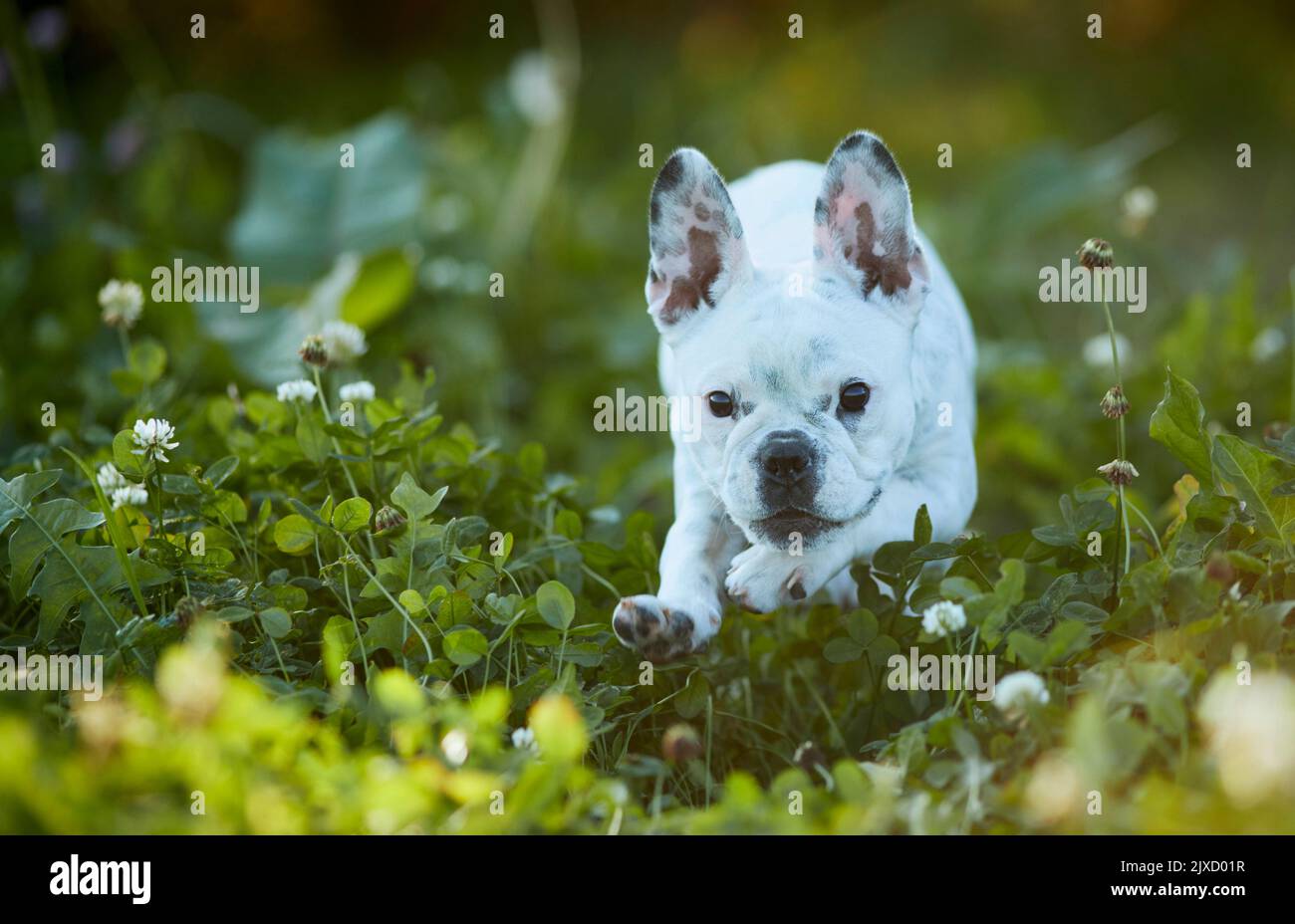Französische Bulldogge, Welpen laufen auf einer Wiese. Deutschland Stockfoto
