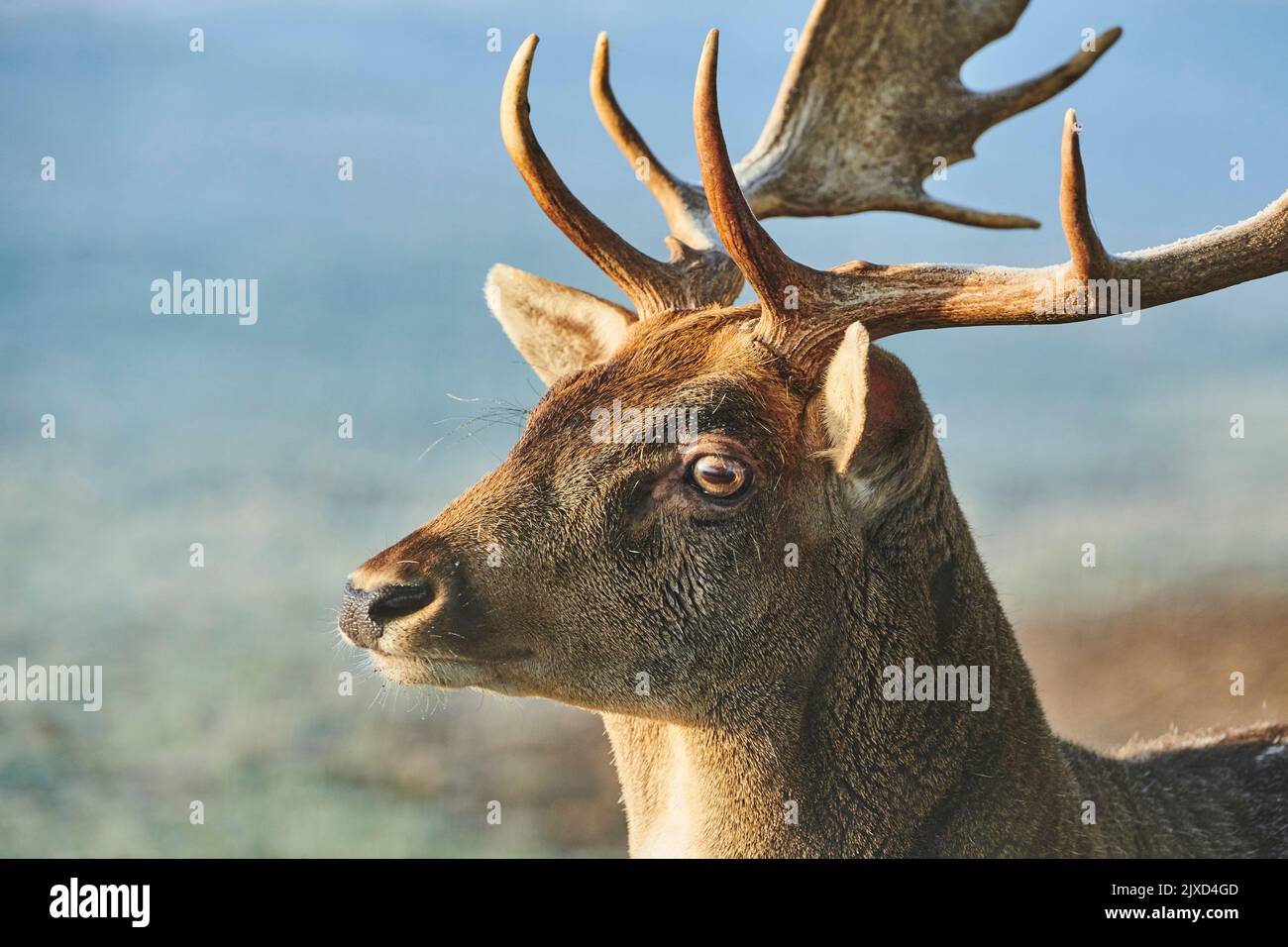 Damhirse (Cervus dama, Dama dama). Porträt eines erwachsenen Bucks. Bayerischer Wald, Bayern, Deutschland Stockfoto