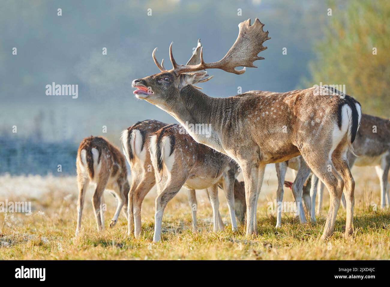 Damhirse (Cervus dama, Dama dama). Buck mit einer Gruppe von Weibchen, die im Herbst während der Rut bellend sind. Bayerischer Wald, Bayern, Deutschland Stockfoto