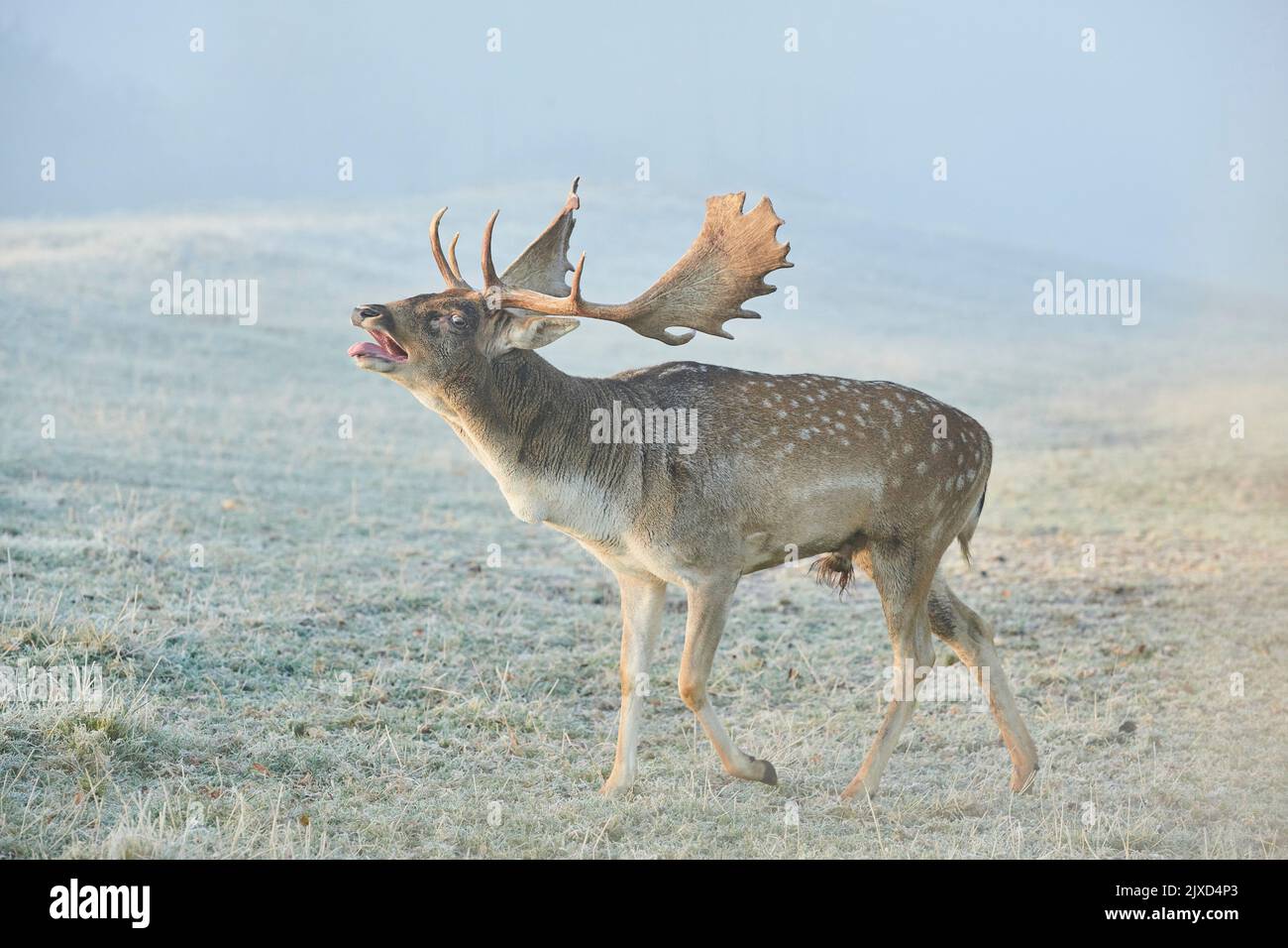 Damhirse (Cervus dama, Dama dama). Buck an einem nebligen Morgen, das während der Rut im Herbst bellt. Bayerischer Wald, Bayern, Deutschland Stockfoto