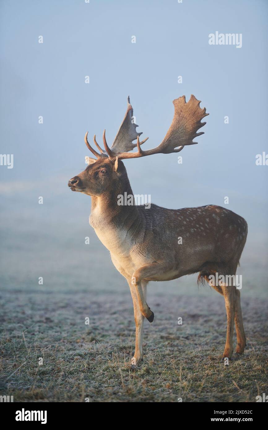 Damhirse (Cervus dama, Dama dama). Buck steht auf einer eisigen Wiese während der Rut im Herbst. Bayerischer Wald, Bayern, Deutschland Stockfoto