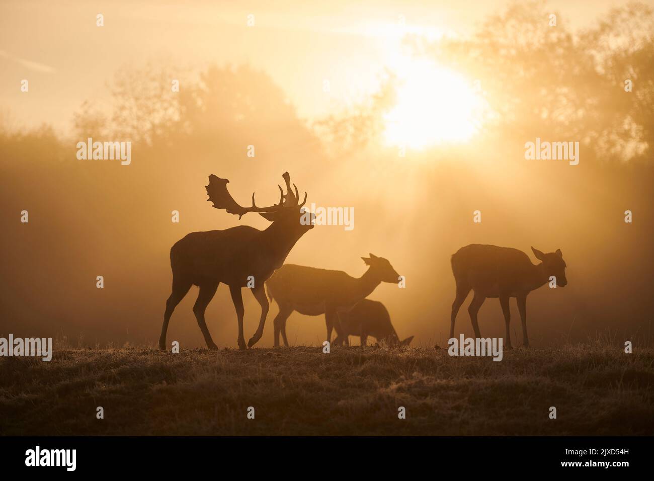 Damhirse (Cervus dama, Dama dama). Buck und tut auf einer Wiese während der Rut im Herbst, silhouetted gegen die aufgehende Sonne. Bayerischer Wald, Bayern, Deutschland Stockfoto