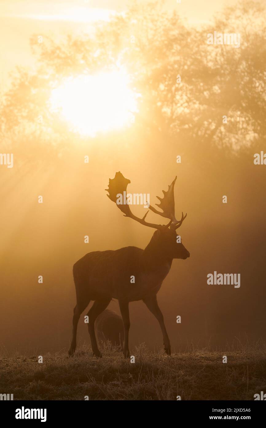 Damhirse (Cervus dama, Dama dama). Buck auf einer Wiese während der Rut im Herbst, Silhouetten gegen die aufgehende Sonne. Bayerischer Wald, Bayern, Deutschland Stockfoto