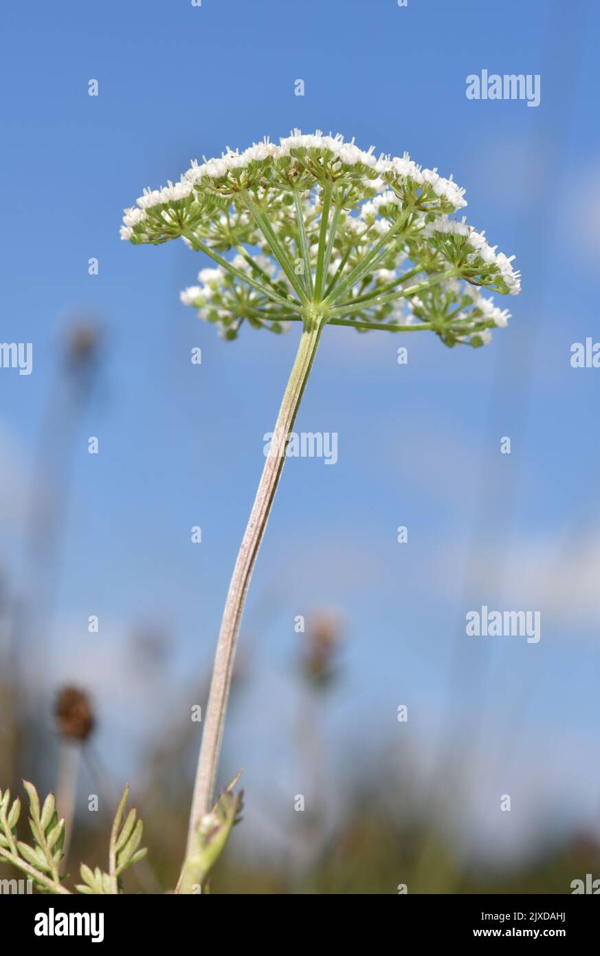 Cambridge Milch-Petersilie - Selinum carvifolia Stockfoto