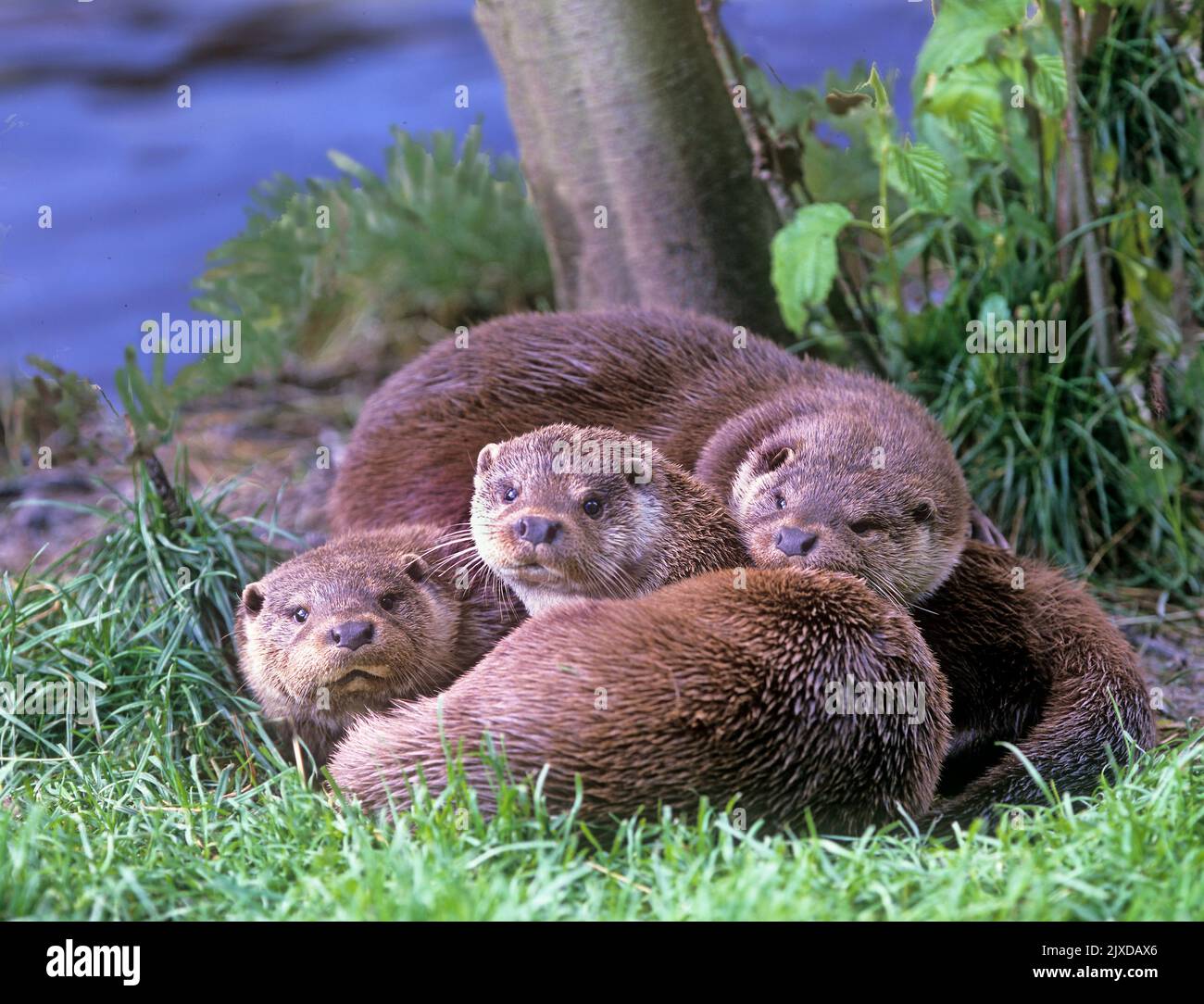 Eurasische Otter (Lutra lutra). Ein Weibchen mit zwei fast erwachsenen Jungen am Ufer eines Flusses. England, Großbritannien Stockfoto