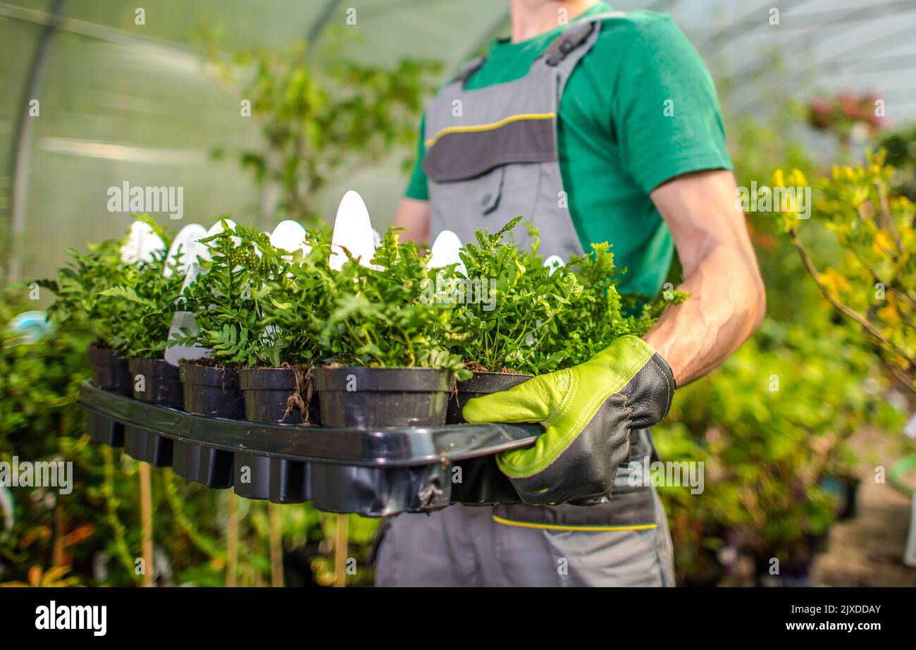 Kaukasische Gartenarbeit Verkaufsunterstützung bringt eine neue Charge junger Topfpflanzen in die Regale eines Stores. Hausgarten und Landschaftsprodukte Retai Stockfoto