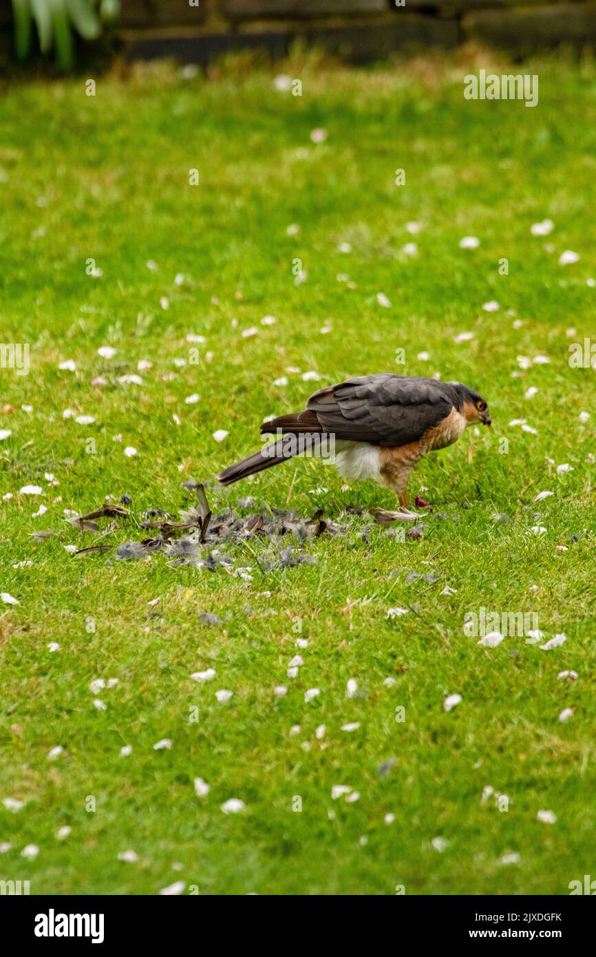 Eurasischer Sperber, Accipiter nisus, nördlicher Sperber, der sich in einem Londoner Stadtgarten ernährt, nachdem er Beute gefangen hat Stockfoto