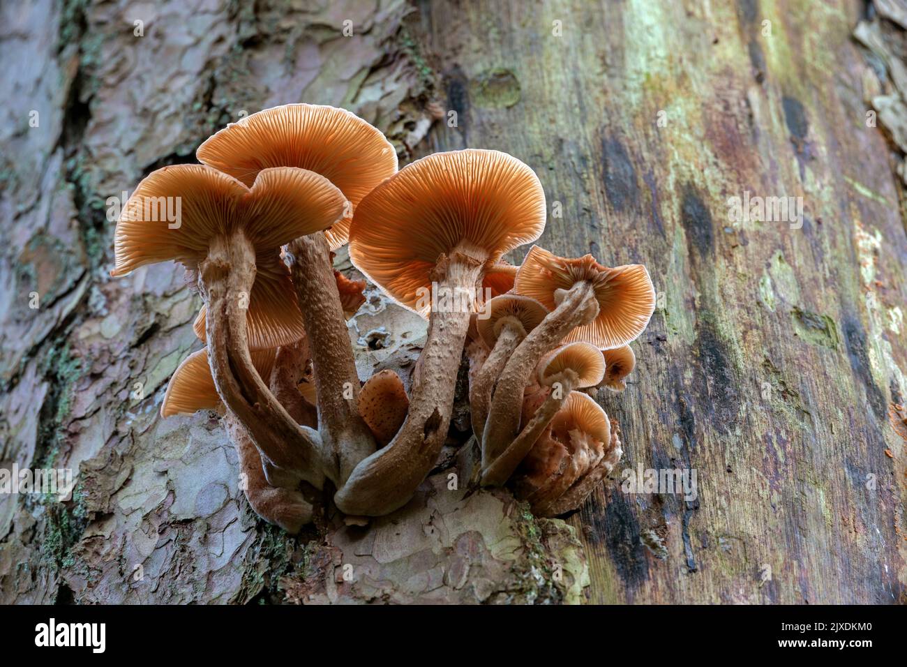 Honigpilz (Armillaria mellea) auf abgestorbener Kiefer. Deutschland Stockfoto