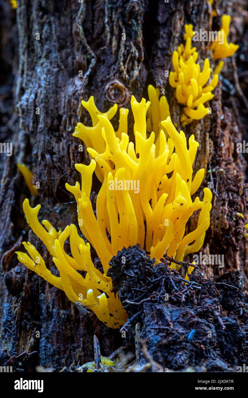 Gelber Stagshorn-Pilz (Calocera ccosa) auf der Rinde eines Baumes. Deutschland Stockfoto