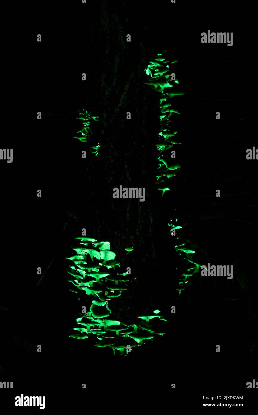 Im nächtlichen Wald leuchten Schwefelköpfe (Hypholoma sp.) auf einer Birke durch das Licht einer UV-Fackel. Deutschland Stockfoto