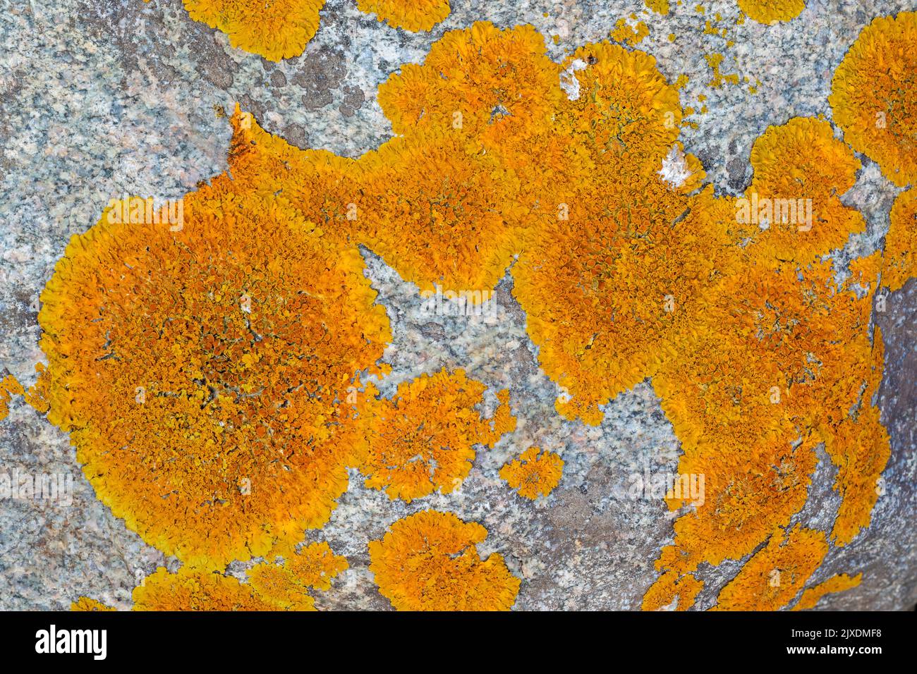 Die Orangen-Lichen kommen häufig auf Felsen an der Nord- und Ostseeküste vor. Dänemark Stockfoto