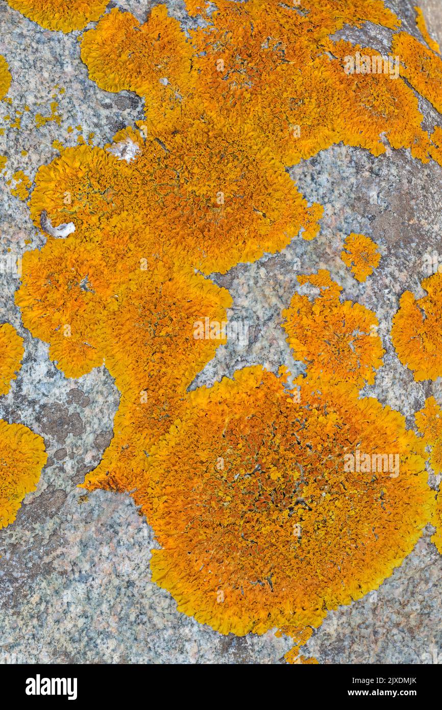 Die Orangen-Lichen kommen häufig auf Felsen an der Nord- und Ostseeküste vor. Dänemark Stockfoto