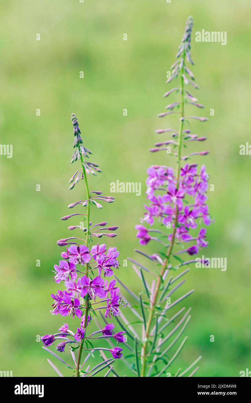 Gewöhnliches Feuerkraut, Rosebay Willow Herb (Epilobium angustifolium), blühend. Deutschland Stockfoto