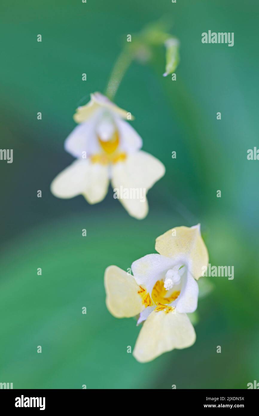 Kleinblühiger Touch-me-not (Impatiens parviflora). Zwei Blüten, Deutschland Stockfoto