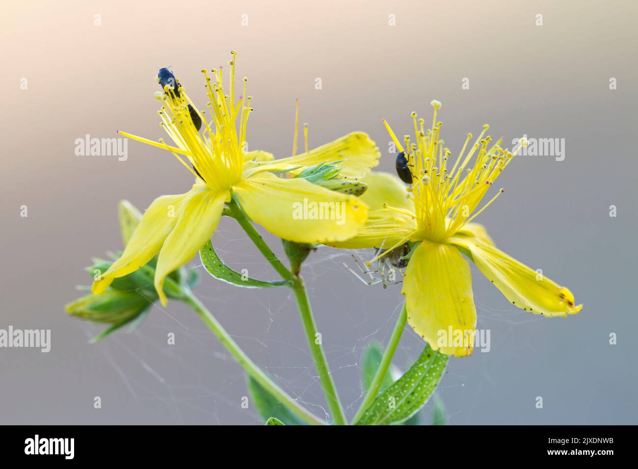 St. Johns Wort (Hypericum perforatum). Zwei Blumen. Deutschland Stockfoto