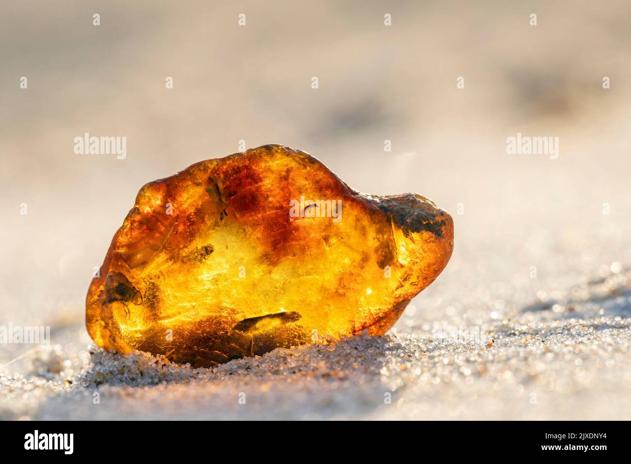 Bernstein mit Insekten- und Pflanzenmaterial als Einschlüsse zwischen Muscheln. Dänemark Stockfoto