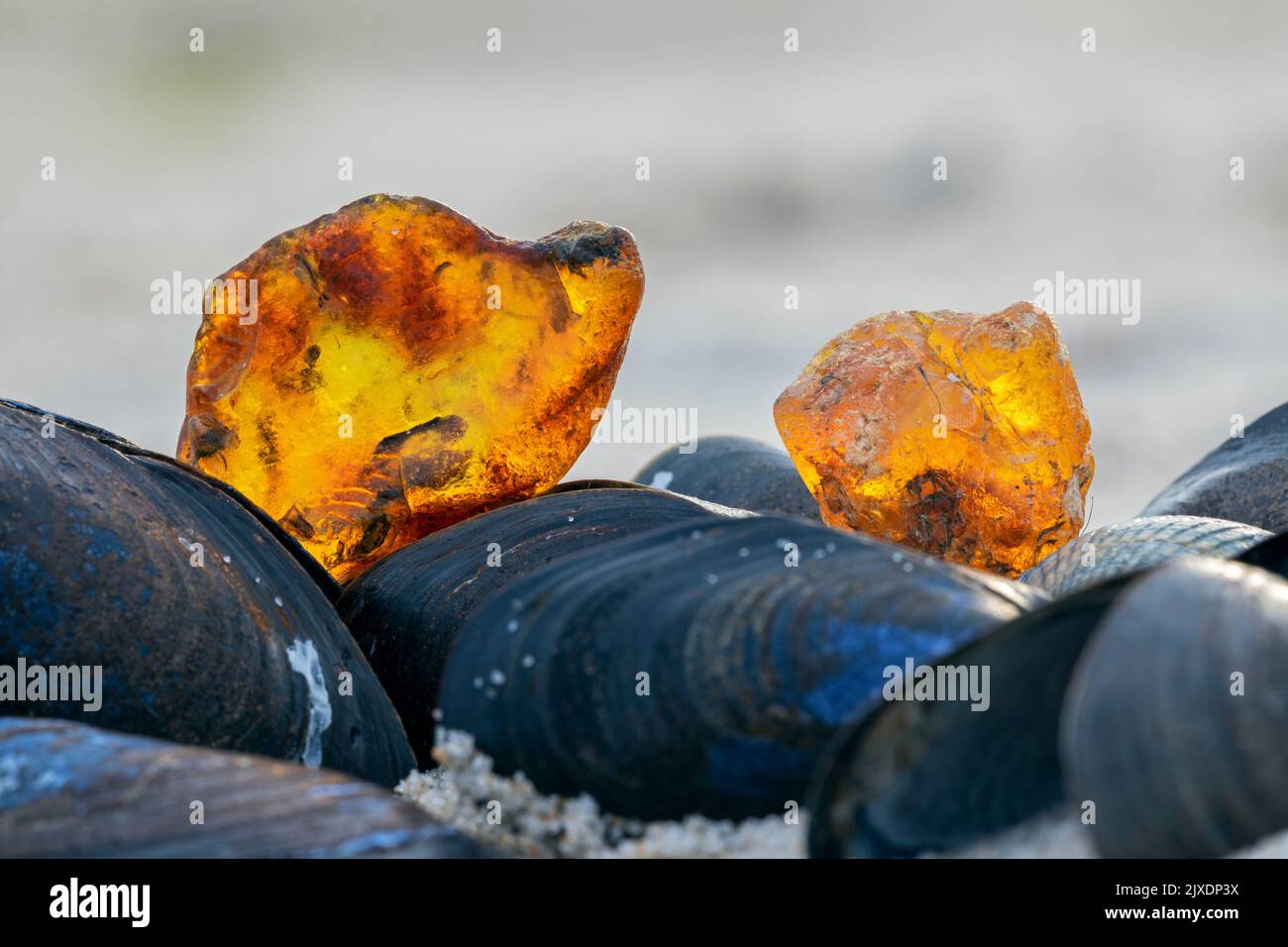 Amber auf Blauen Muscheln an der Nordseeküste. Dänemark Stockfoto