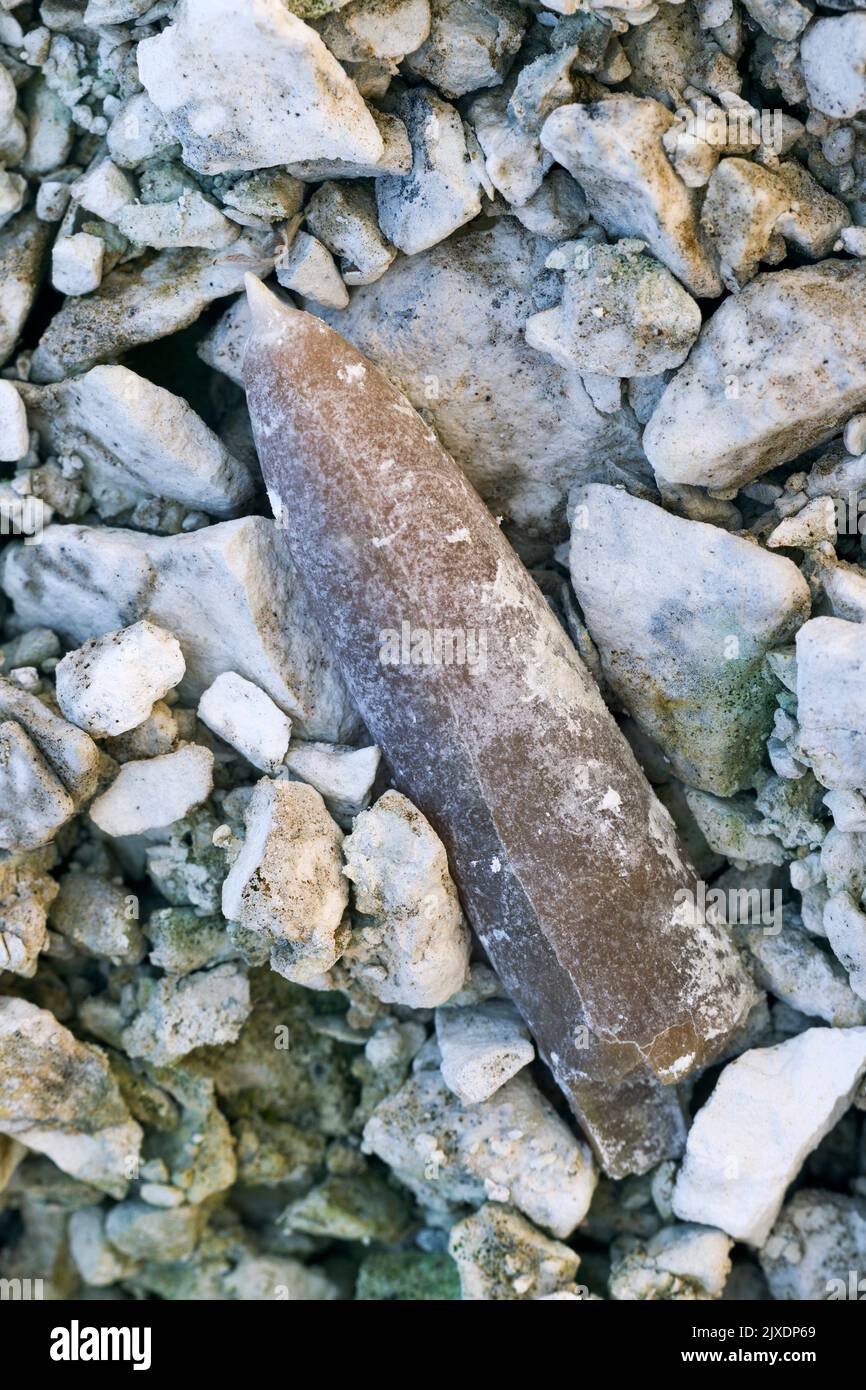 Belemnit, Belemnoid. Versteinerte harte Rückseite des Endo-Skeletts (genannt Wache oder Rostrum) in einer Kalksteingrube. Deutschland Stockfoto