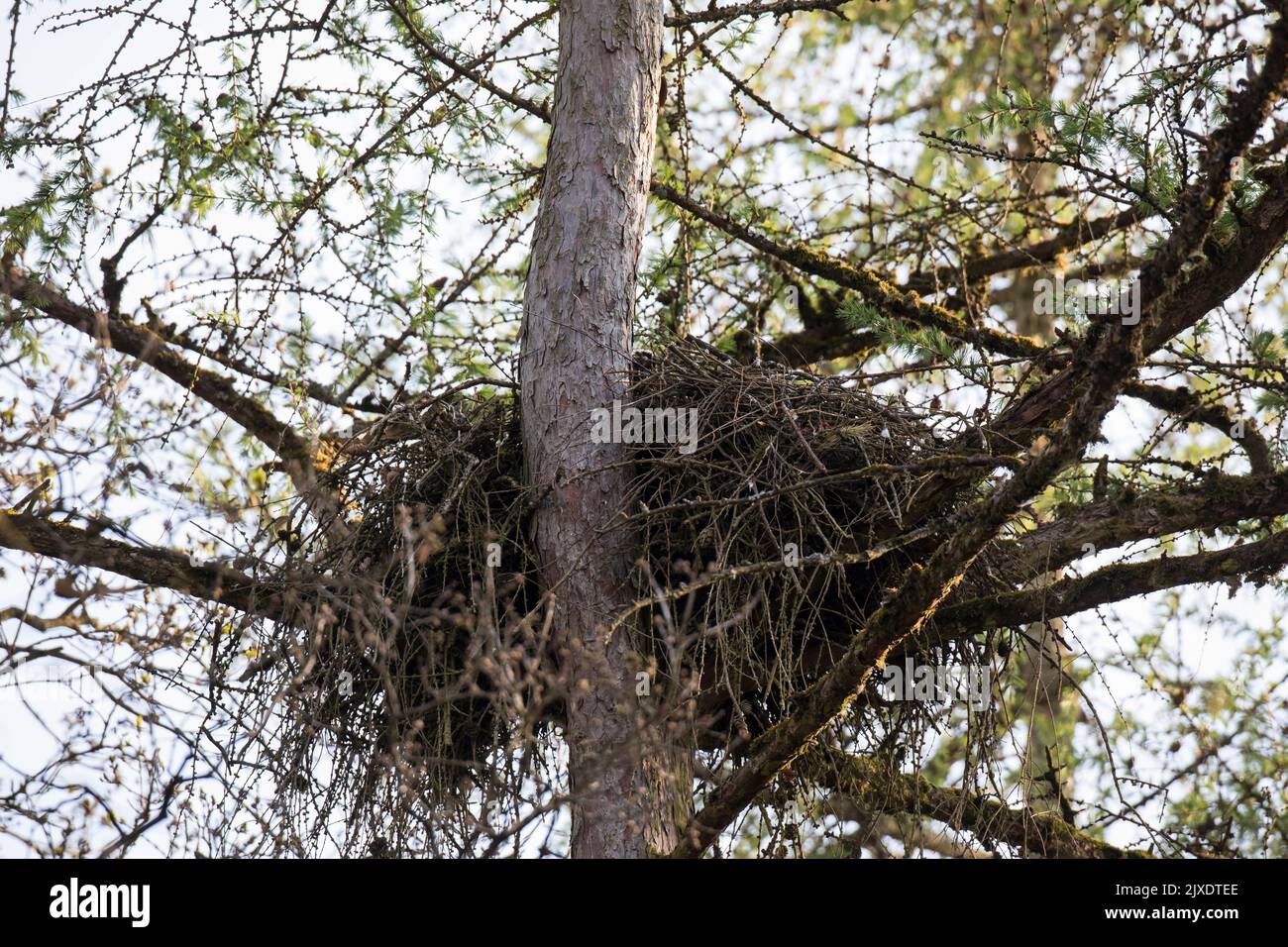 Nördlicher Goshawk (Accipiter gentilis). Nest in einem Baum. Deutschland Stockfoto