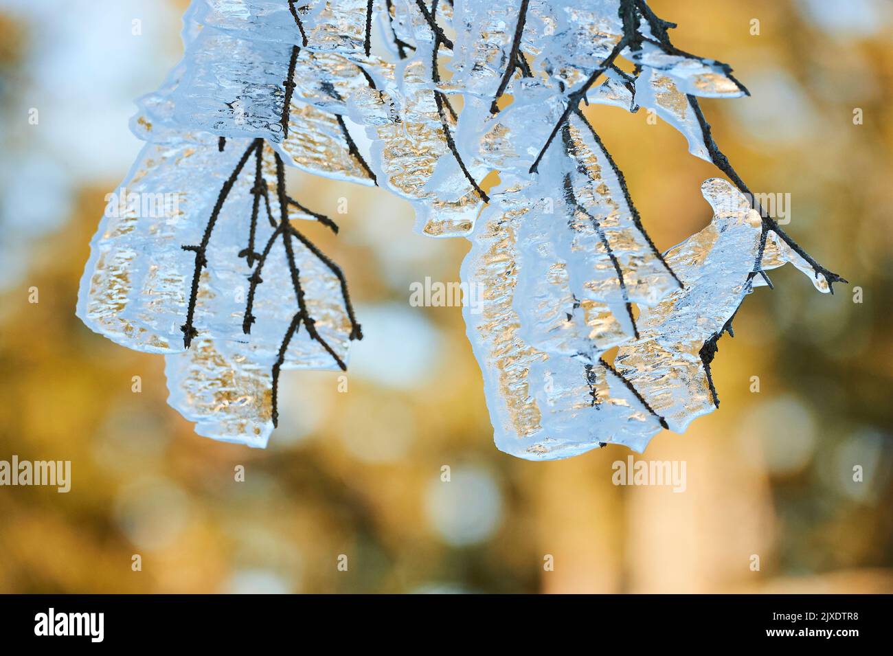 Zweige mit Eis bedeckt. Bayerischer Wald, Bayern, Deutschland Stockfoto