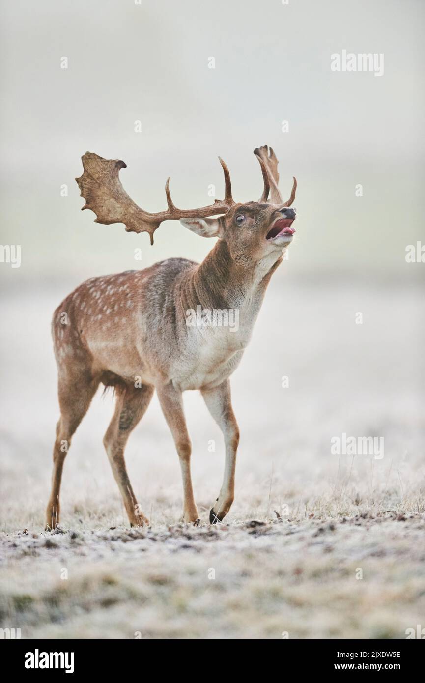 Damhirse (Cervus dama, Dama dama). Buck an einem nebligen Morgen, das während der Rut im Herbst bellt. Bayerischer Wald, Bayern, Deutschland Stockfoto