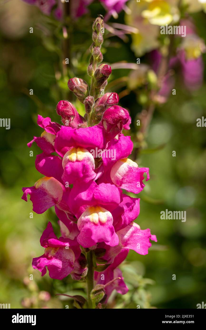Sehr nahes Naturpflanzenportrait von Antirhinum, Drachenblumen, Schnappdrachen, Blumen Stockfoto