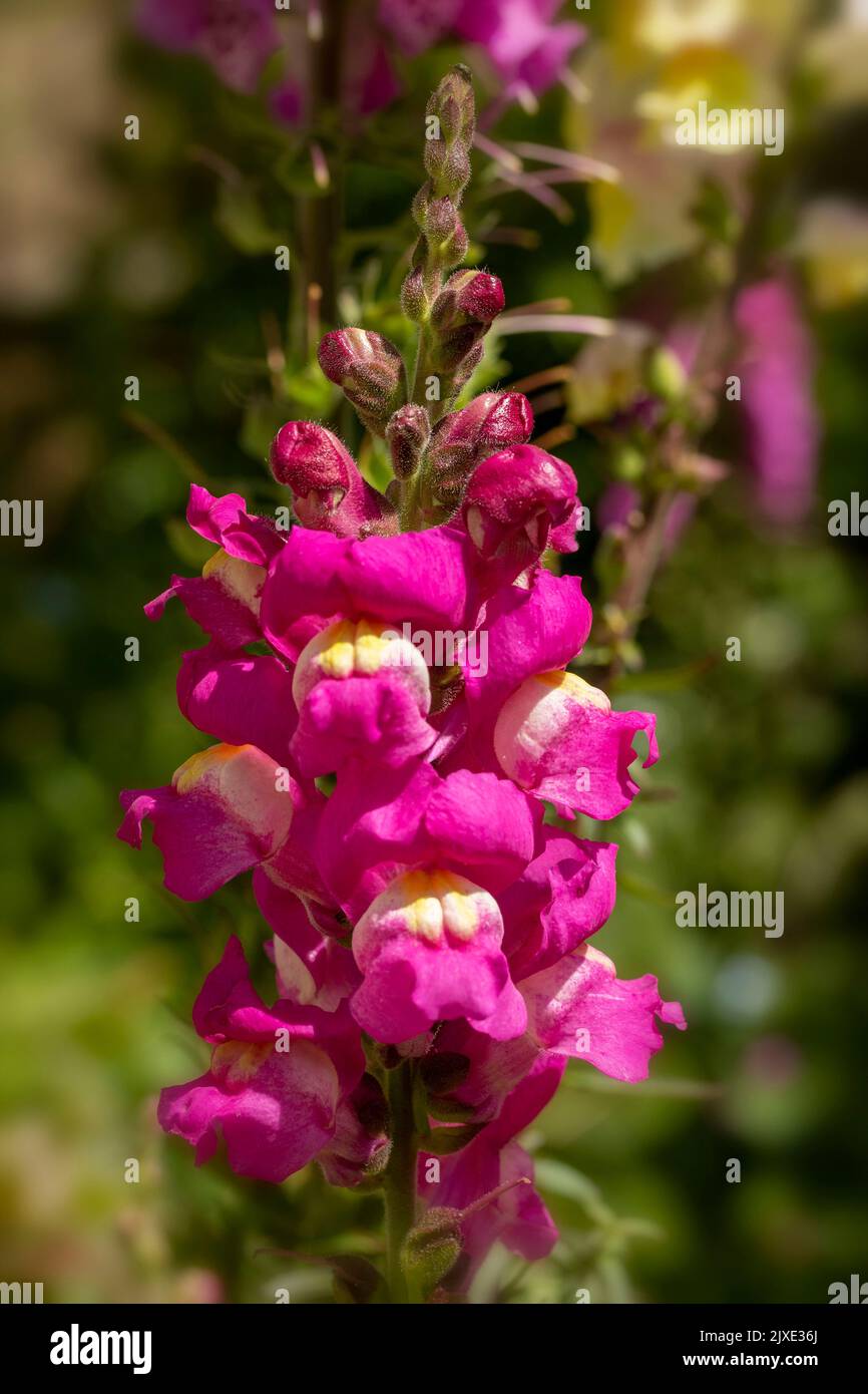 Sehr nahes Naturpflanzenportrait von Antirhinum, Drachenblumen, Schnappdrachen, Blumen Stockfoto