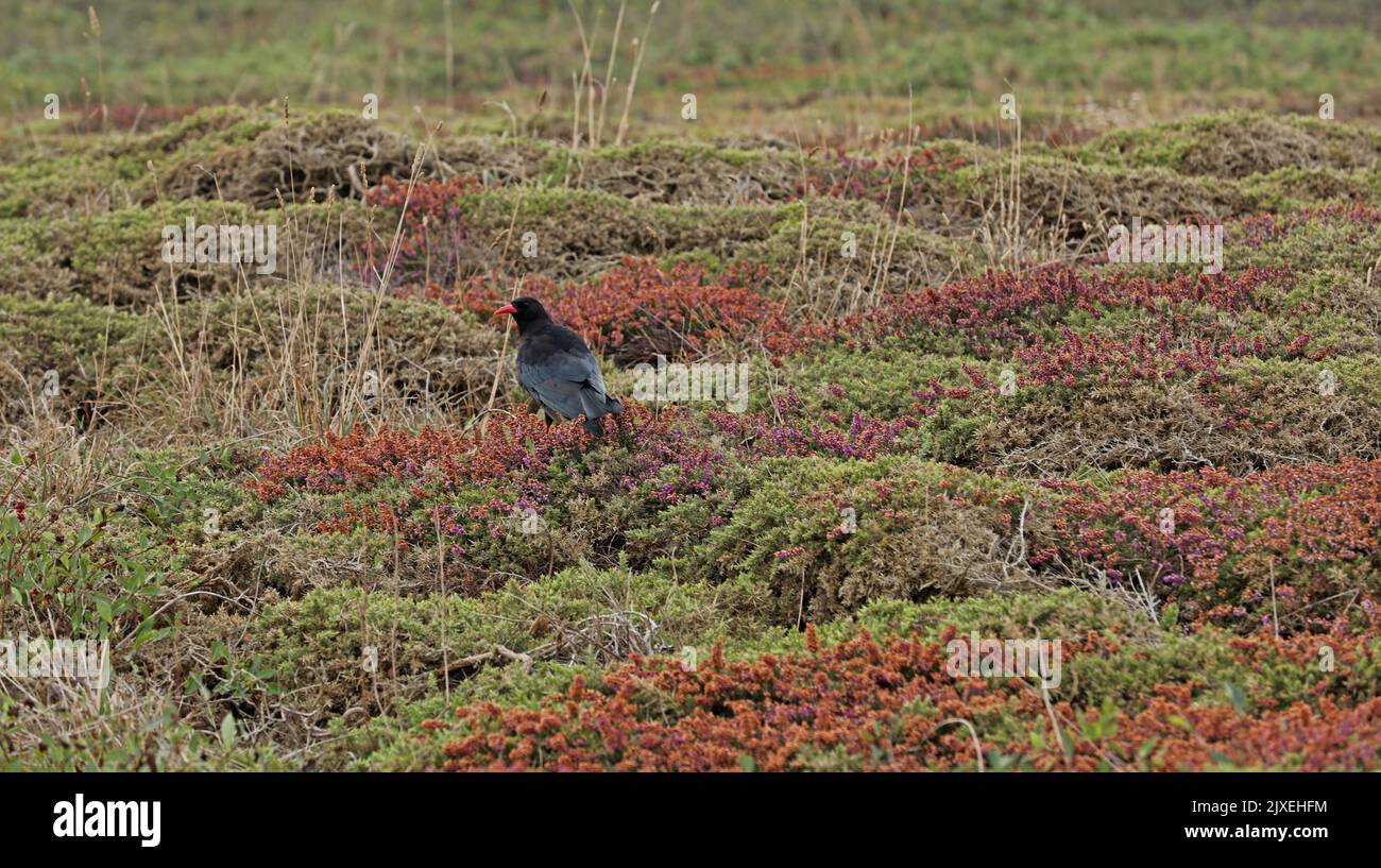 Cap Sizun in der Bretagne Stockfoto