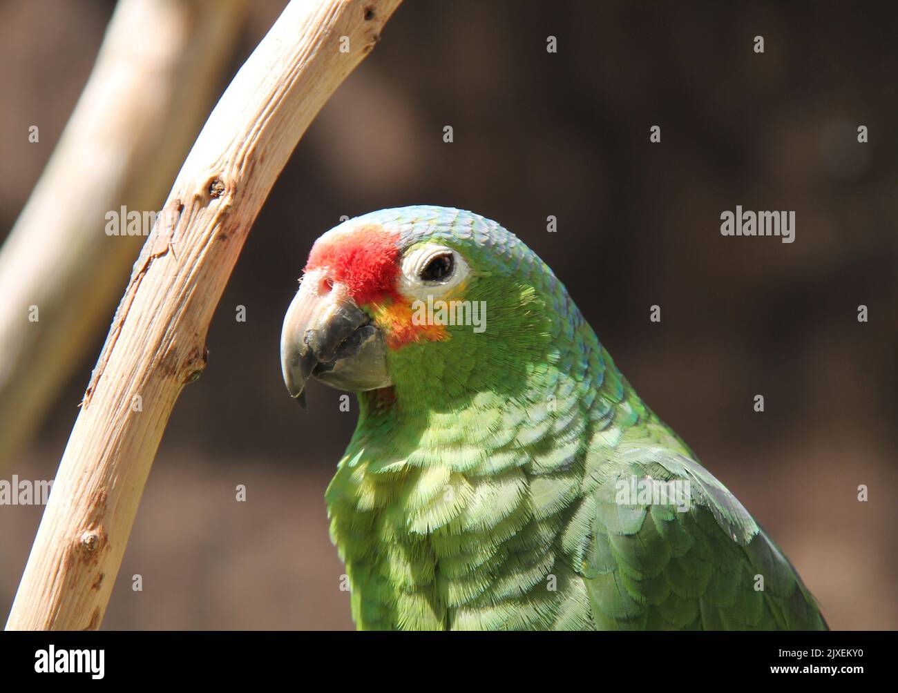 Ein entzückender grüner Crested Amazonas Papageienvögel. Stockfoto