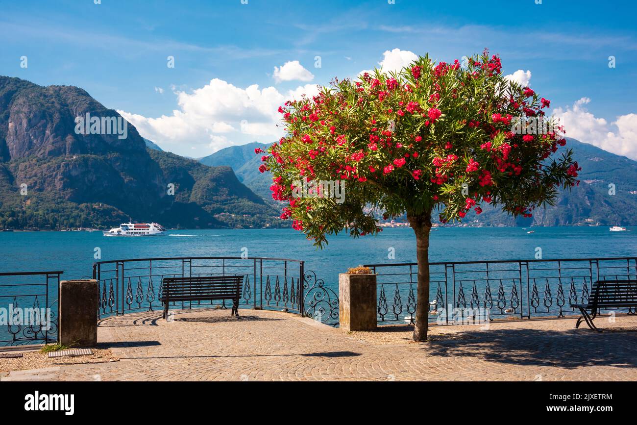 Damm des Comer Sees, Italien im Sommer mit blühendem Oleander Baum. Beliebtes Touristenziel Stockfoto