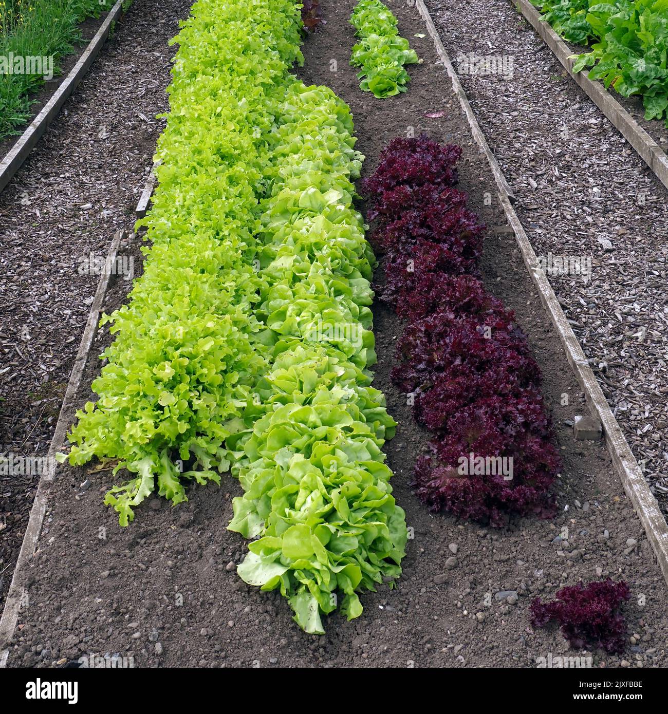 Salatschüssel, matilda & lollo rosso Salat, der im Küchengarten wächst, Dumfries House, Ayrshire, Schottland, Großbritannien Stockfoto