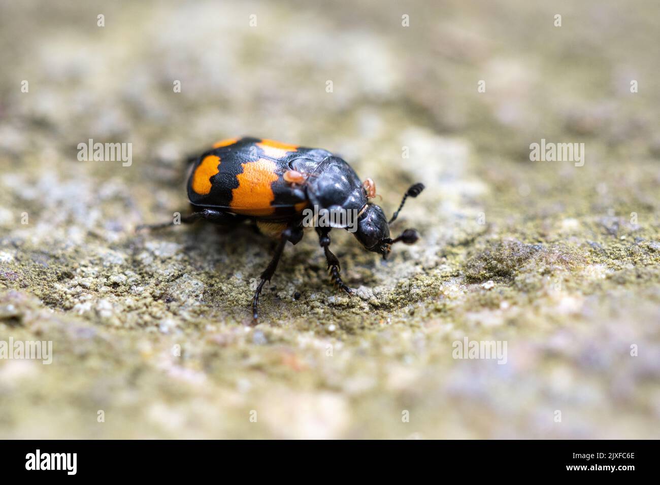 Nahaufnahme oder Makro eines orangen Grabgräberwanzes oder Insekts Stockfoto