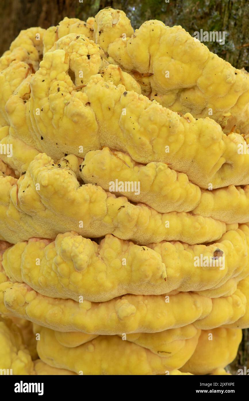 Waldhuhn-Pilz: Laetiporus sulfureus. Surrey, Großbritannien Stockfoto