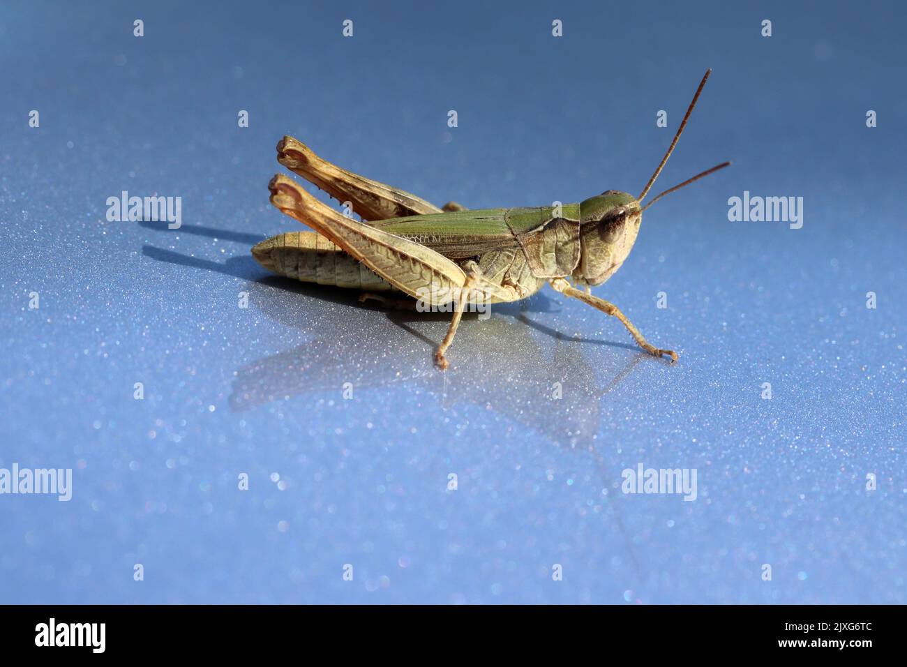 grasshopper steht auf blauem Hintergrund Stockfoto