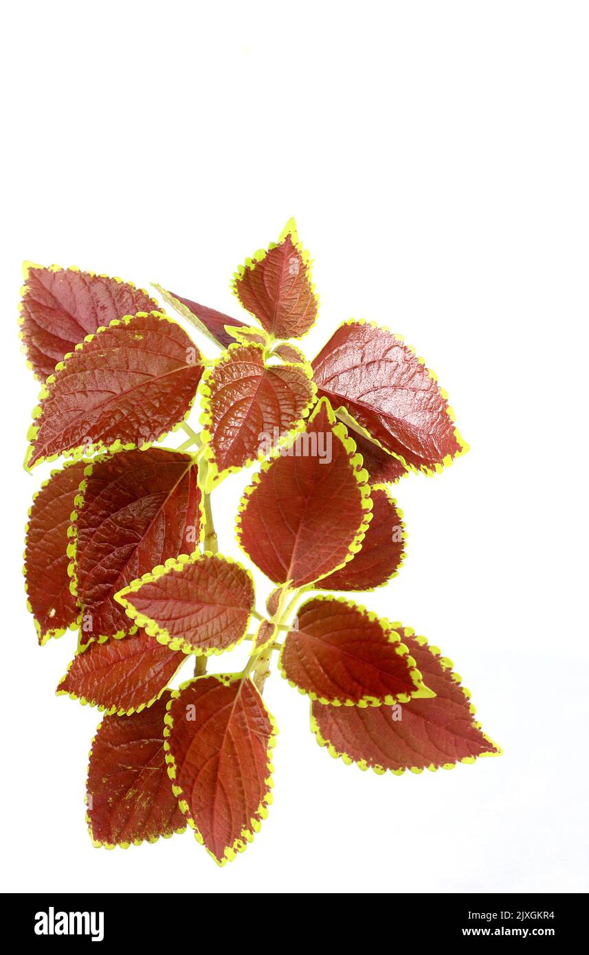 Reinigen Sie die Blätter von Coleus oder Painted Nesseln in der Hand. Plectranthus scutellarioides, oder Miana Blätter oder Coleus Scutellarioides, Coleus blumei ist Kräuter, speci Stockfoto