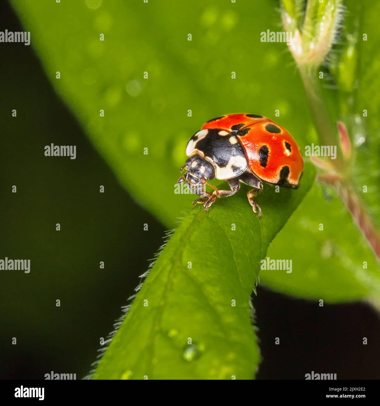 Marienkäfer sitzt auf einem grünen Blatt. Dunkler Hintergrund. Makrofotografie. Stockfoto