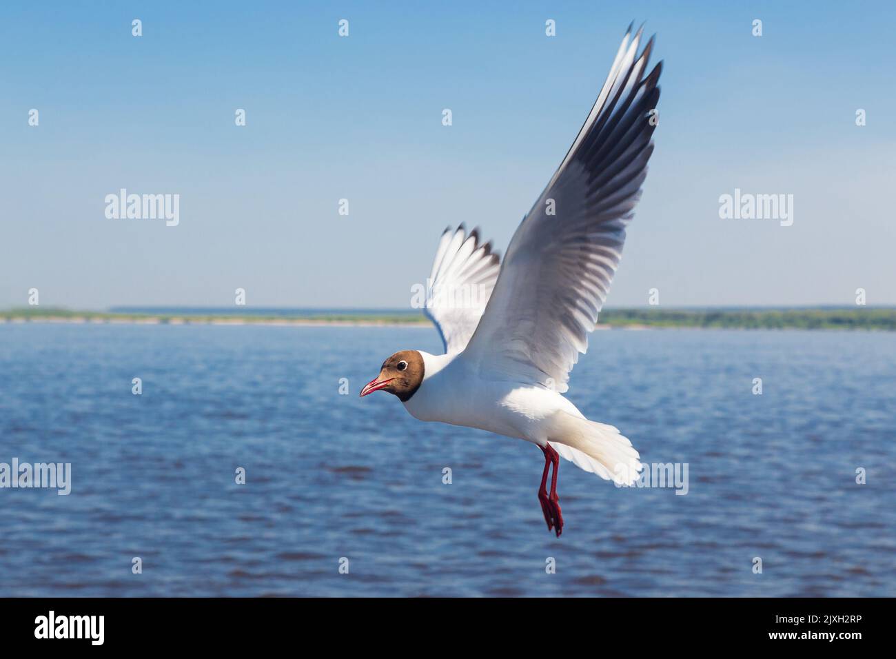 Möwe im Flug gegen den blauen Himmel aus nächster Nähe Stockfoto