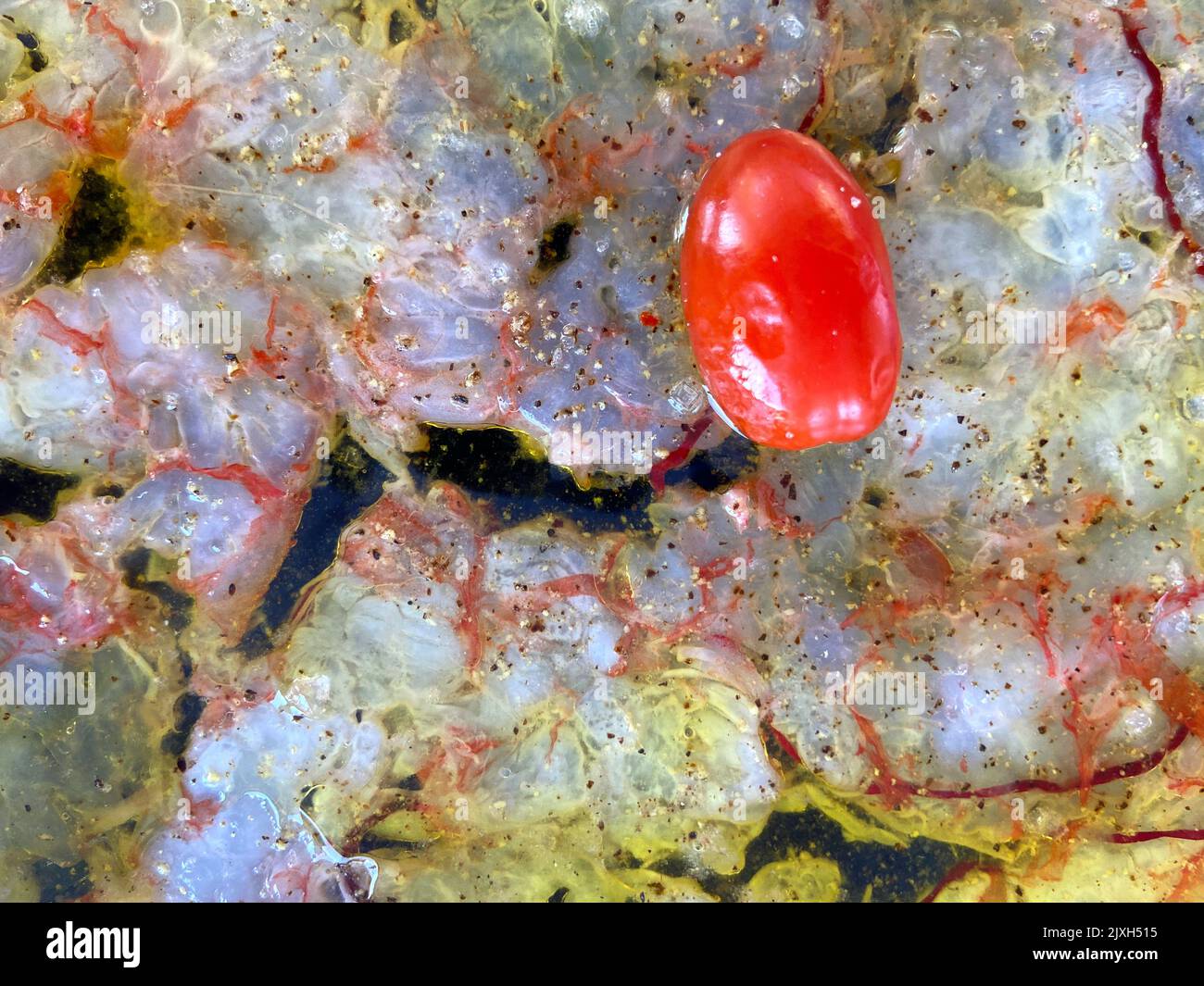 Garnelen-Carpacio. Exquisites Gericht mit Garnelen-Carpacio, garniert mit Kapern und Tomaten. Sensorische Auswirkungen von Lebensmitteln. Stockfoto