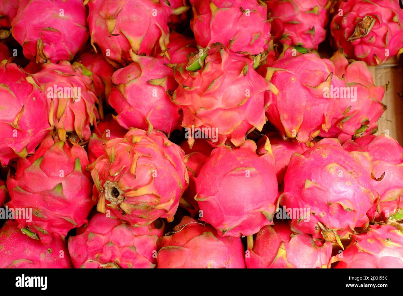 Rote Drachenfrüchte können süß oder sauer sein. Ihre dicken Schuppen schützen ein weißes Fleisch, das mit winzigen Samen gefüllt ist und frisch gegessen wird. Stockfoto