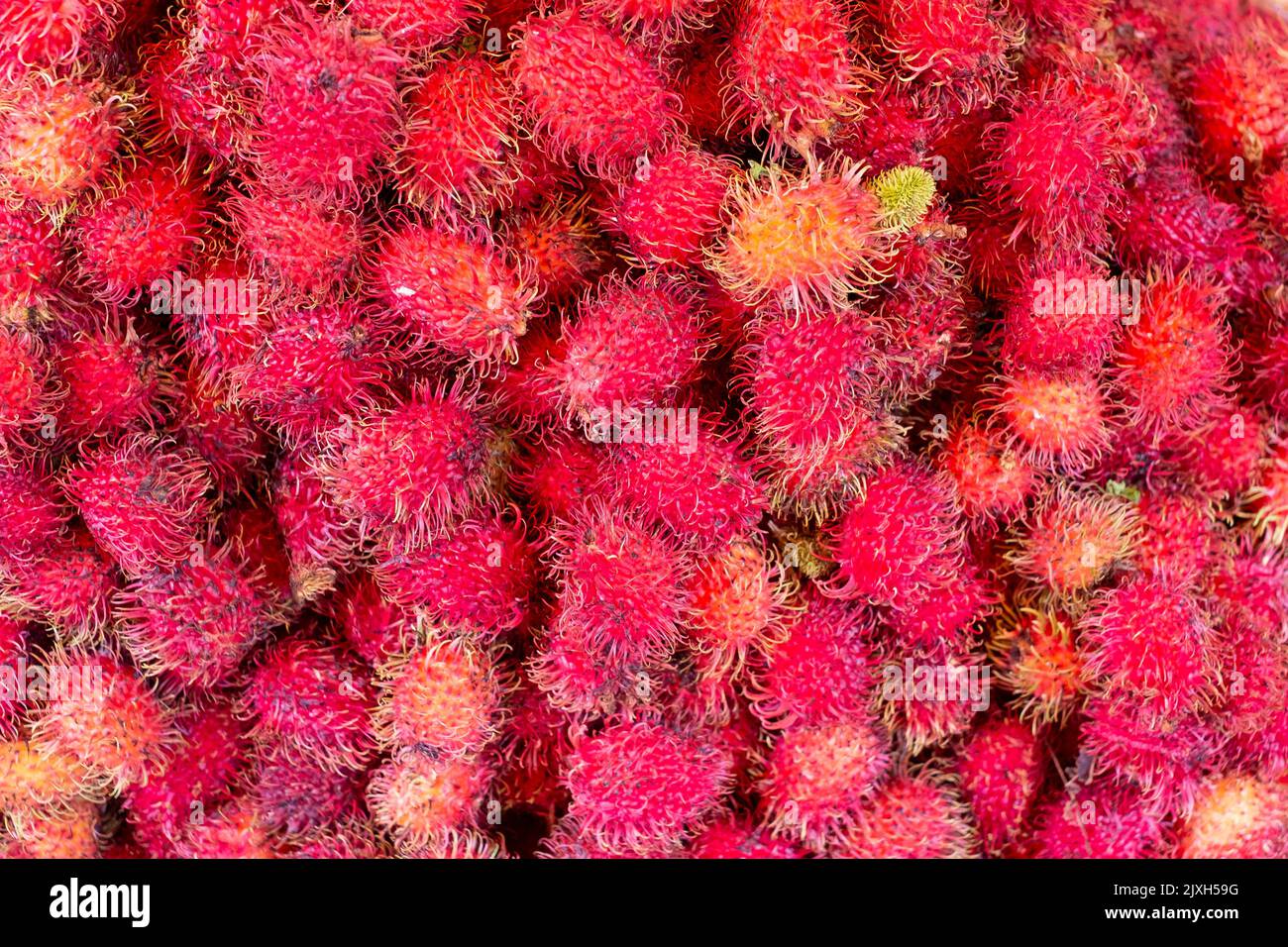 Rambutan Hintergründe. Frische gesunde rote Rambutanfrüchte. Nephelium lappaceum Stockfoto