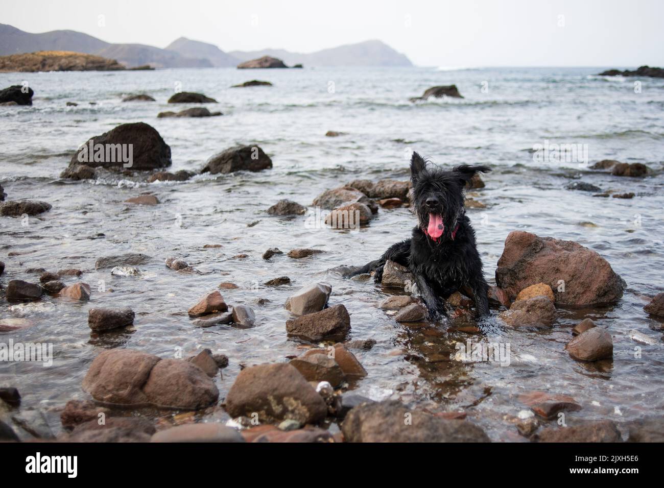 Hunde spielen im felsigen Schnorchelgebiet am Strand Los Escullos, im Cabo de Gata Nationalpark. Stockfoto