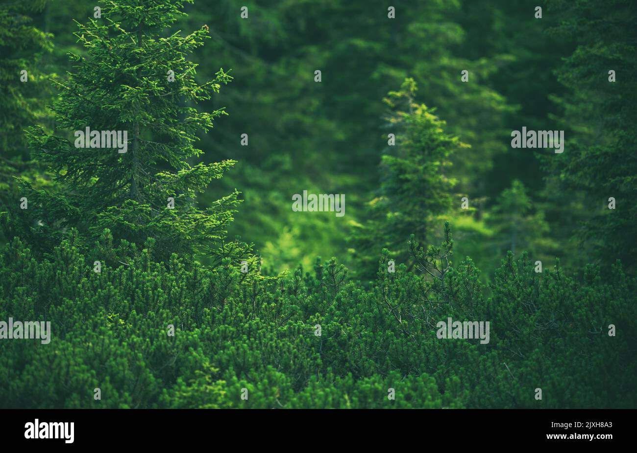Waldlandschaft natürlicher Hintergrund mit geringer Schärfentiefe. Kiefern und Fichten. Stockfoto