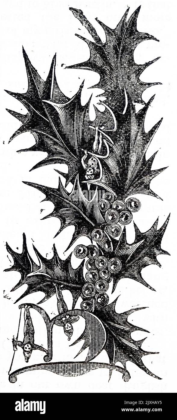 Abbildung des Buchstabens „T“ mit Stechpalme. Datiert aus dem 19.. Jahrhundert Stockfoto
