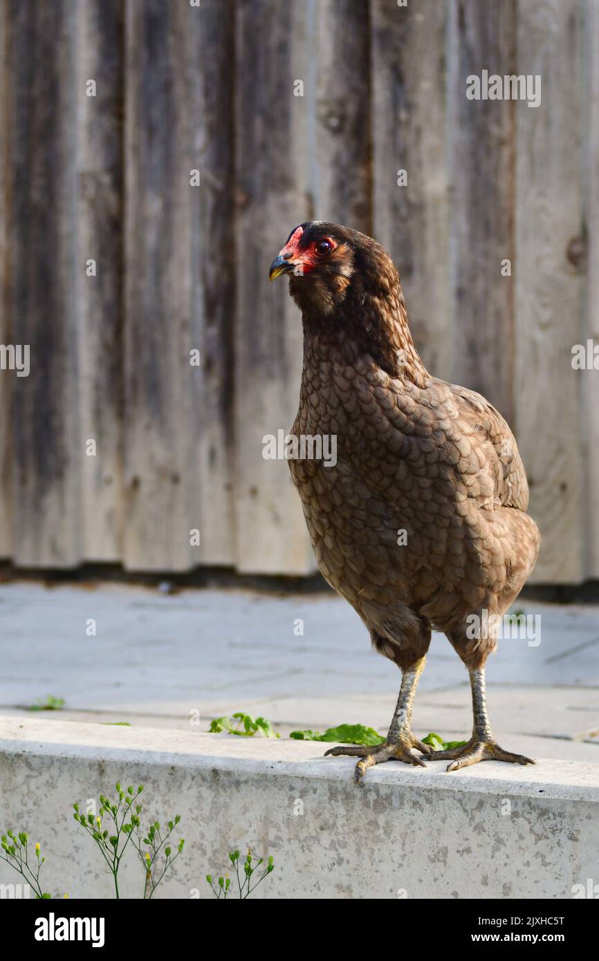 Ein freilaufendes braunes Araucana-Huhn vor einem Stall. Stockfoto