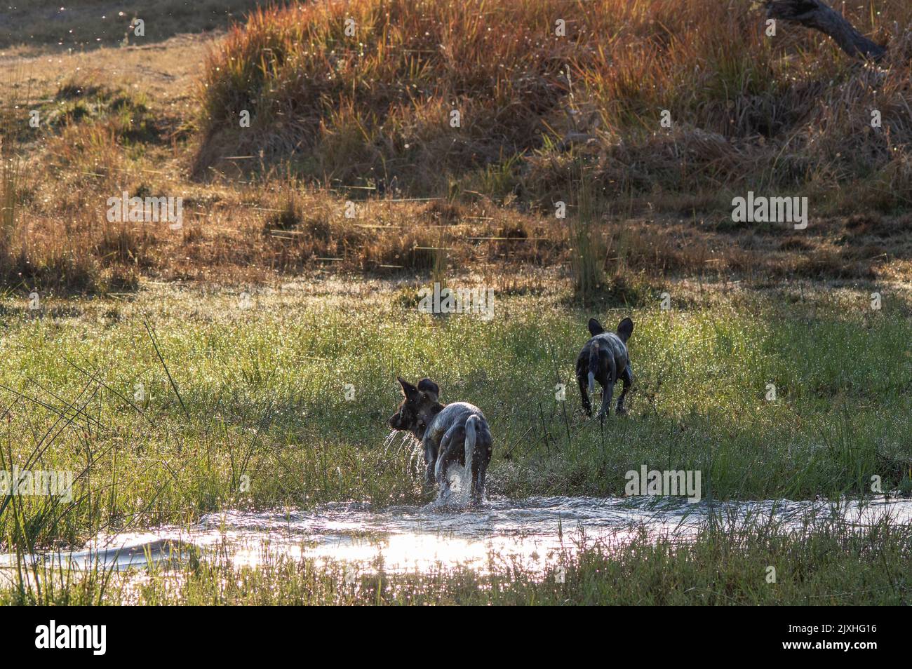 Afrikanischer Wildhund spritzt auf einer Jagd durch einen kleinen Bach Stockfoto